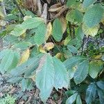 Castanea sativa Likasa
