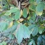 Castanea sativa Blad