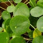 Pilea peperomioides 葉