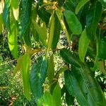 Alphitonia excelsa পাতা