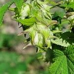 Humulus scandens 果実