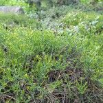 Genista lydia Hostoa