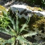 Linaria capraria Hábito