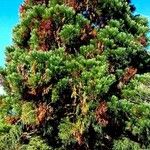 Sequoiadendron giganteum Habit