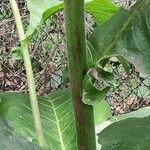 Inula racemosa Bark