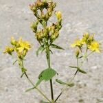 Hypericum hirsutum Mosusu
