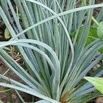 Asphodeline lutea برگ