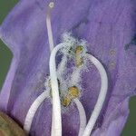 Penstemon davidsonii Flower