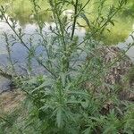 Atriplex littoralis Leaf