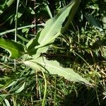 Hieracium villosum Blad