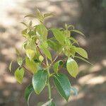 Cinnamomum camphora Levél