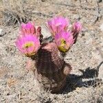 Echinocereus pectinatus Leaf