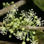 Adelia triloba Fruit