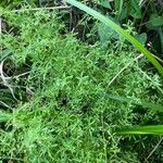 Galium trifidum 葉