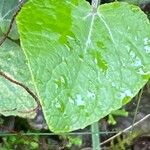 Pericallis aurita Leaf