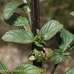 Scrophularia oblongifolia পাতা