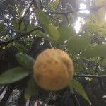 Citrus trifoliata Плод