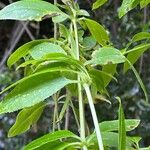 Rubia fruticosa Hoja