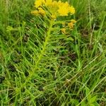 Bulbine abyssinica Hábito