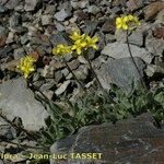Biscutella intermedia Hábito