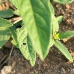 Cleome monophylla Fulla