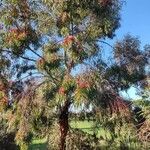 Eucalyptus sideroxylon Blüte