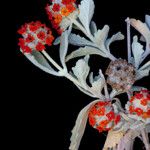 Buddleja marrubiifolia Цветок