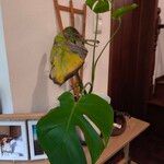 Monstera deliciosaFruit