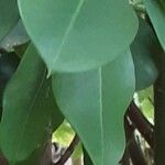 Acokanthera oblongifolia Φύλλο