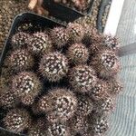Mammillaria voburnensis Jani