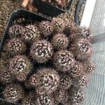 Mammillaria voburnensis 葉