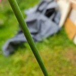 Allium cepa Corteza
