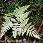 Gymnocarpium robertianum Otro