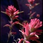 Castilleja linariifolia Floare