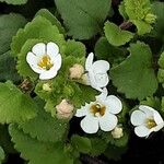 Bacopa repens Кветка