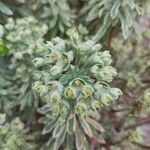 Euphorbia characias Flower