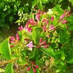 Weigela florida 花