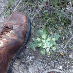 Lomatium dasycarpum Хабит