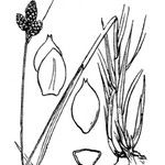 Carex norvegica Övriga