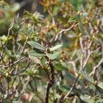 Rhododendron crenulatum