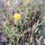 Centaurea melitensis Blüte