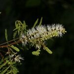 Mimosa platycarpa Flower