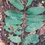 Virola elongata Leaf