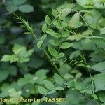 Vicia dumetorum Muu