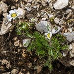 Achillea oxyloba花