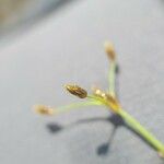 Fimbristylis autumnalis Fruit