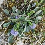 Globularia vulgaris Likasa