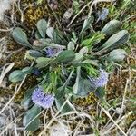 Globularia vulgaris Blad