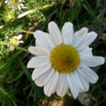 Anthemis cotula പുഷ്പം