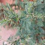 Acacia tortilis Hoja